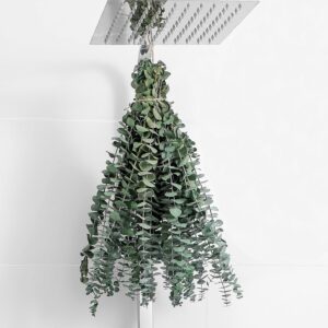 10 Pcs Dried Eucalyptus Stems 17...